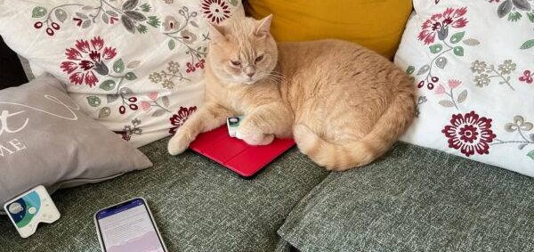 Kater "Simba", der König der Healys kater simba der könig der healys bearbeitet