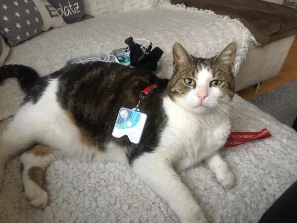 Balou genießt Healyfrequenzen balou genießt healy frequenzen