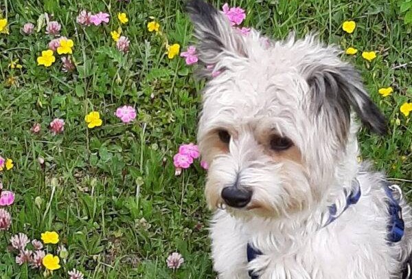 Hund Benji hund benji bearbeitet