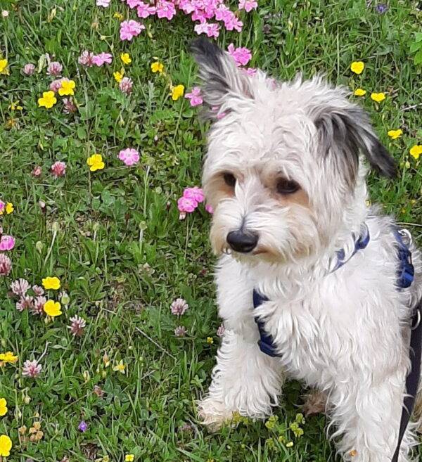 hund benji
