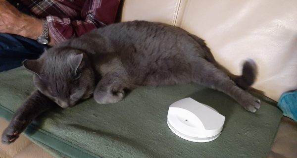 kater bobby mit dem tracker bearbeitet