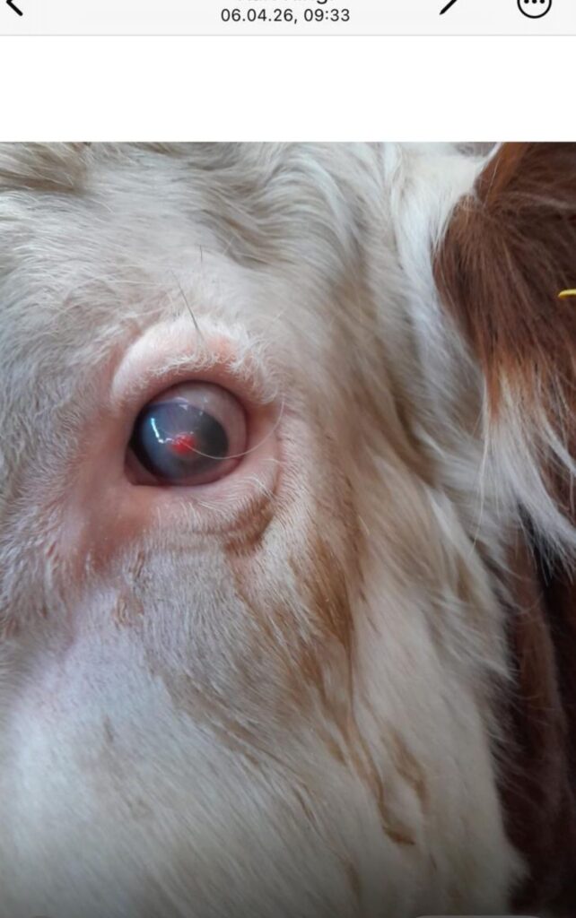 Vom geschwollenen Auge zur Hoffnung zuchtstier 2