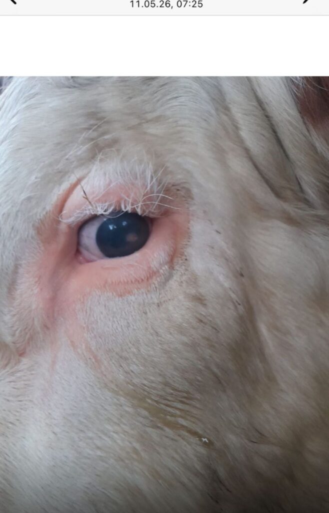 Vom geschwollenen Auge zur Hoffnung zuchtstier 4