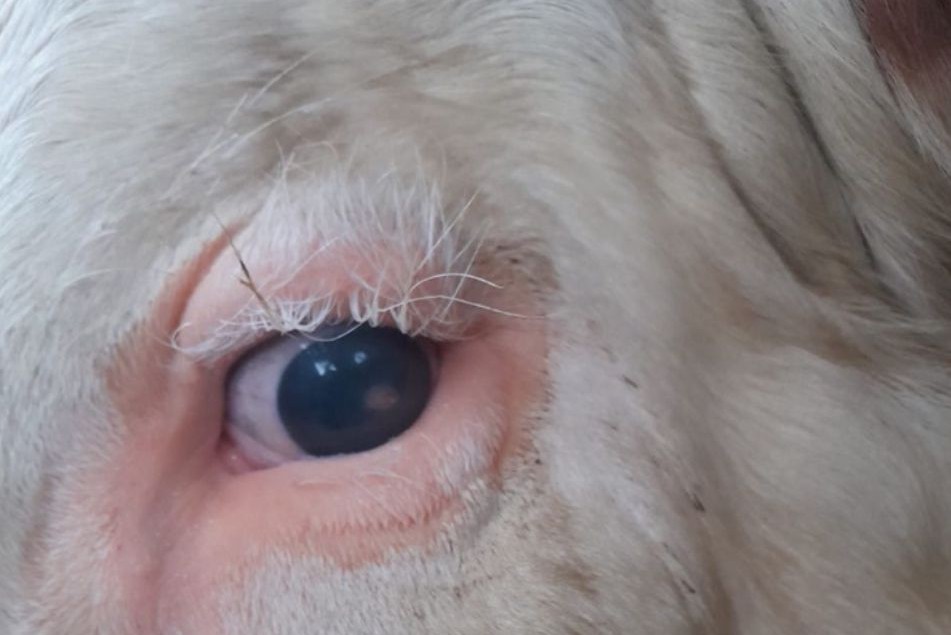 Vom geschwollenen Auge zur Hoffnung
