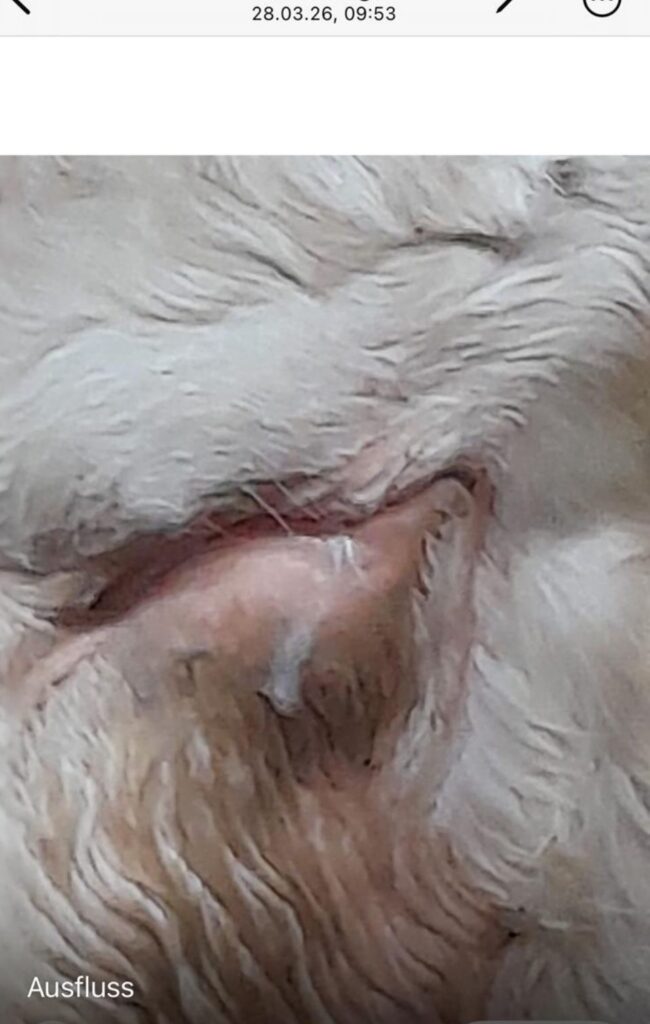 Vom geschwollenen Auge zur Hoffnung zuchtstier