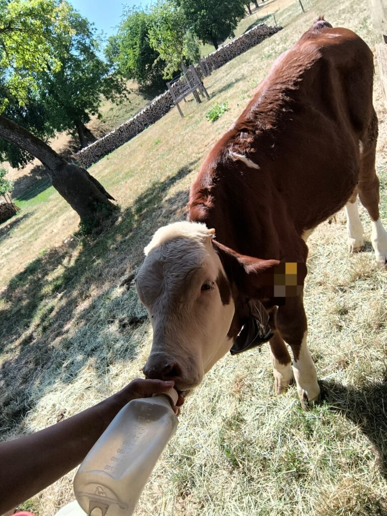 stier burli 2