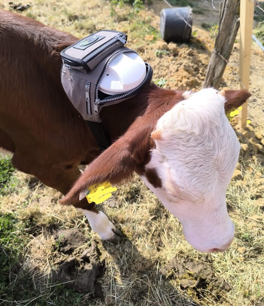 stier burli